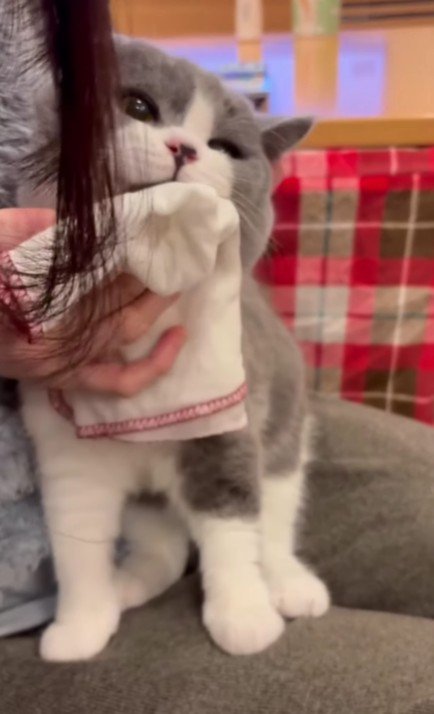 顔を拭かれる猫