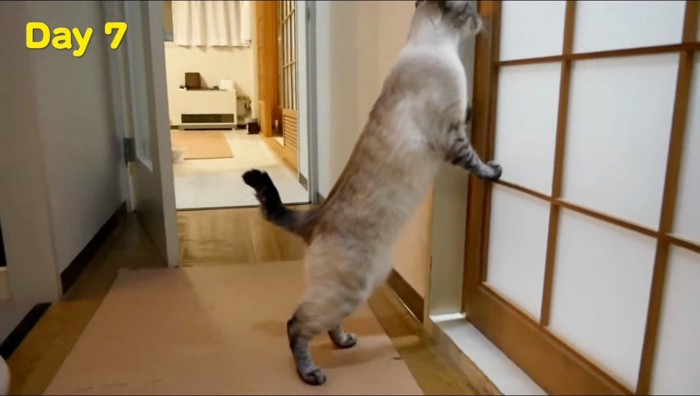 子猫がいる部屋を覗く成猫