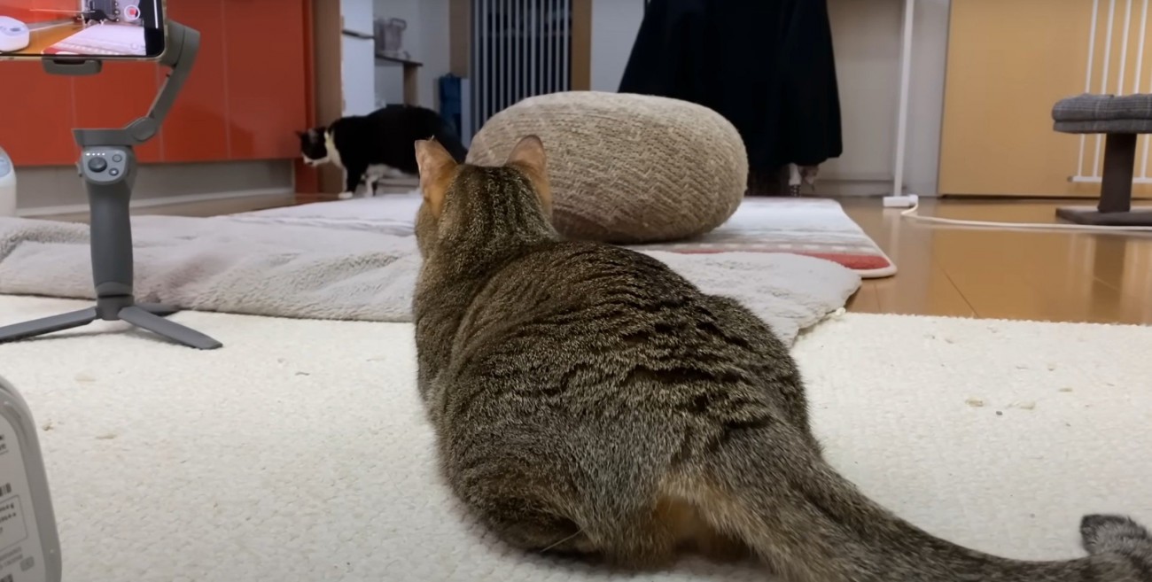 白黒を見張るキジトラ