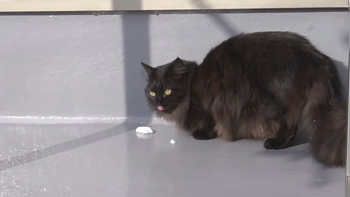 雪を食べる黒猫