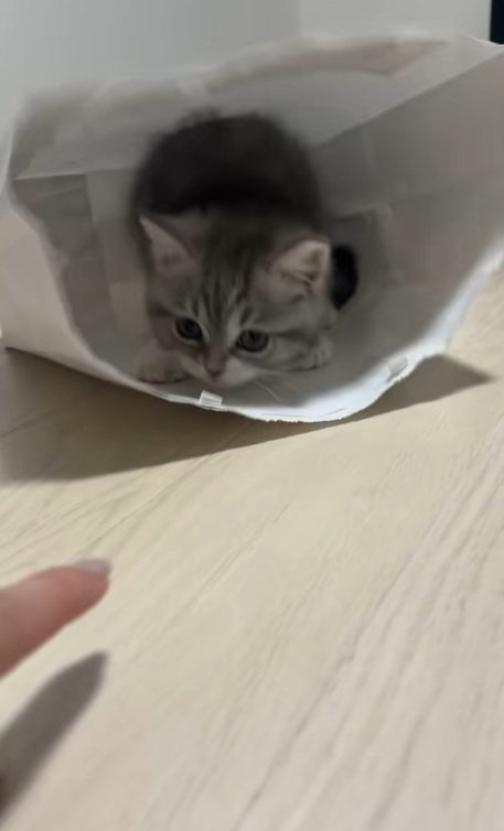 紙袋の中から狙っているミヌエットの子猫