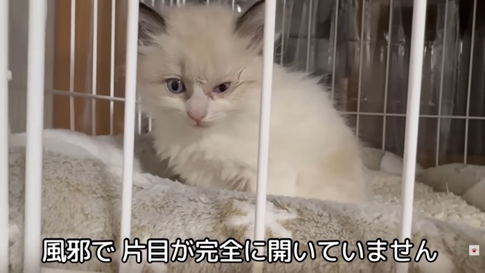 テロップ「風邪で片目が～」