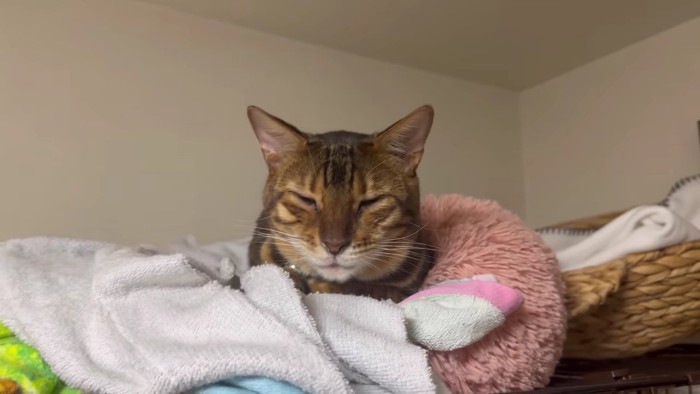 ケージの上で眠そうなテト