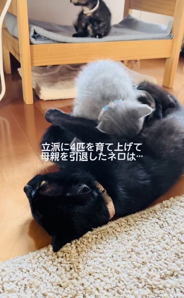 子猫におっぱいをあげる黒猫