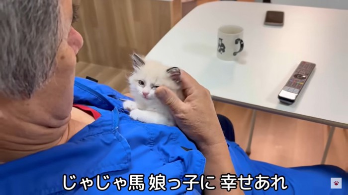 撫でられる子猫