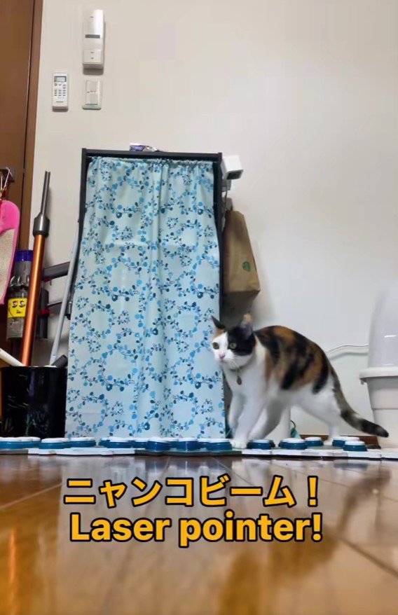 ボタンを押す猫