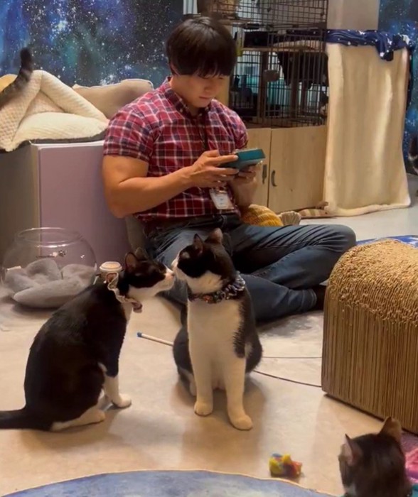 青木マッチョさんと猫たち