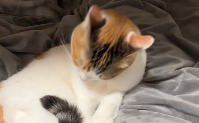 毛繕いする猫