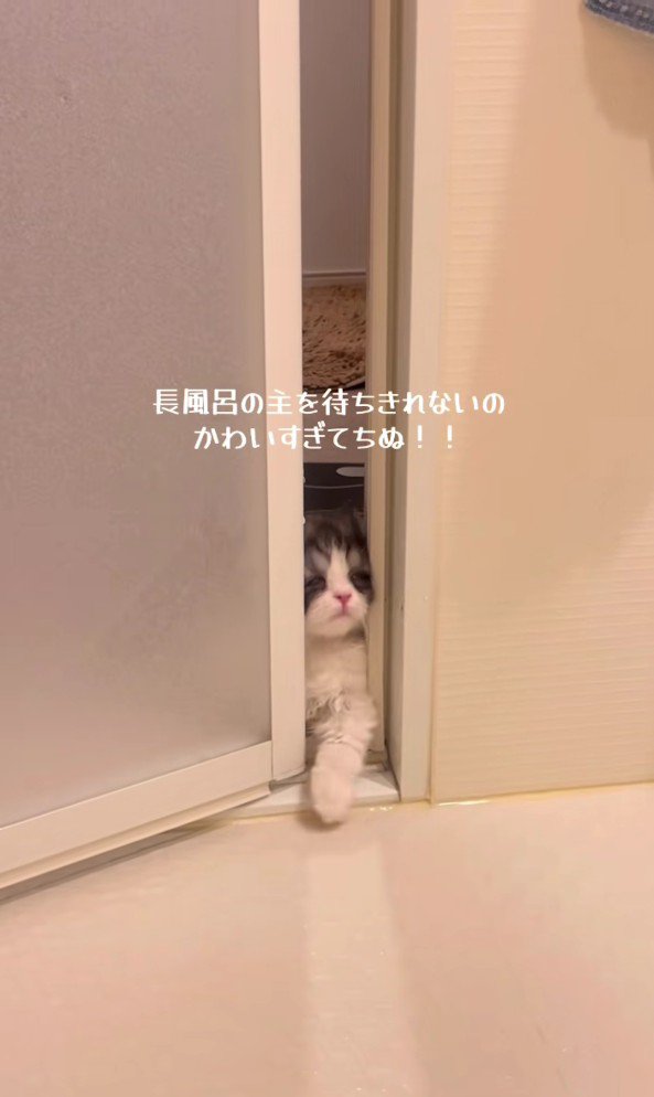 バスルームに入ろうとするトトロちゃん
