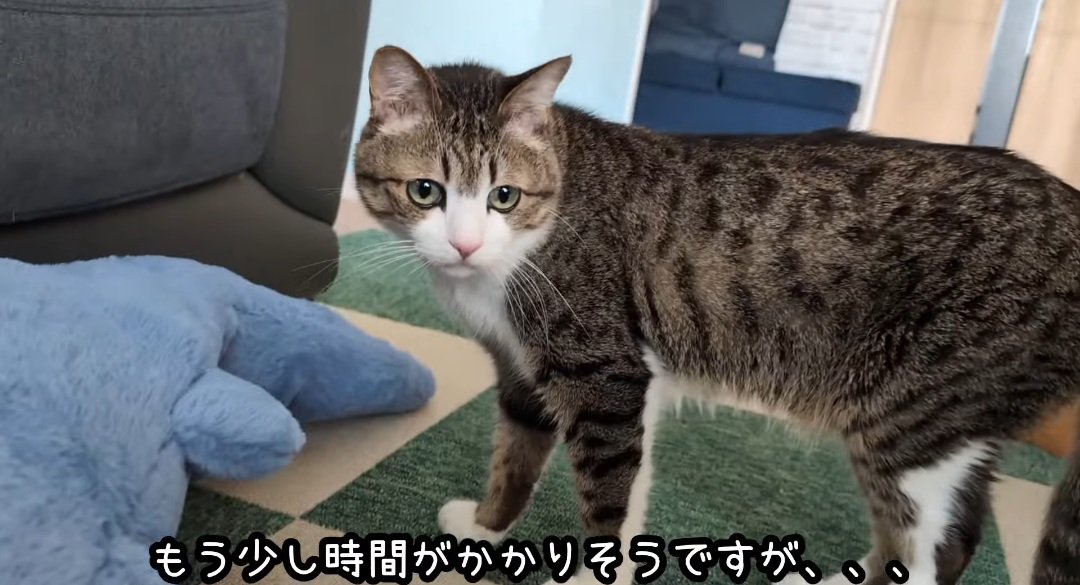 振り返る猫