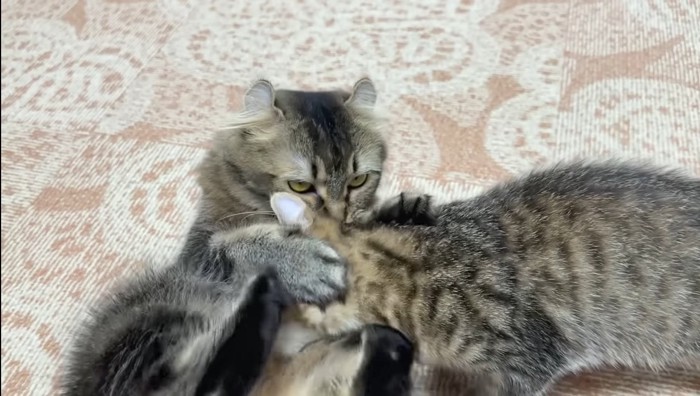 拒むたんこママ