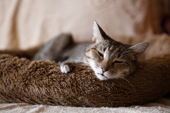 もこもこベッドで寝るシニア猫