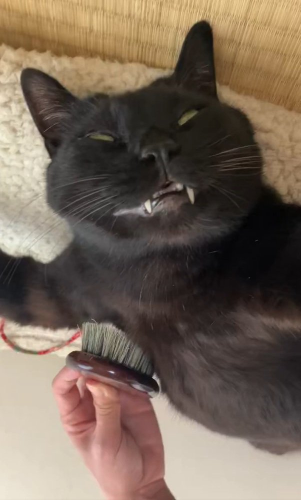 爆睡するルーくん