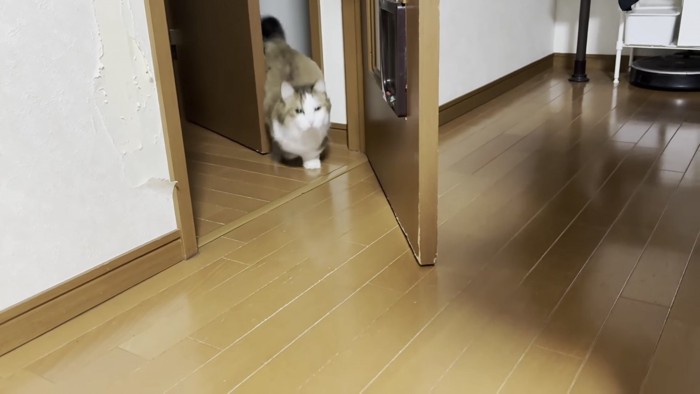 ドアから出てくる猫の写真2