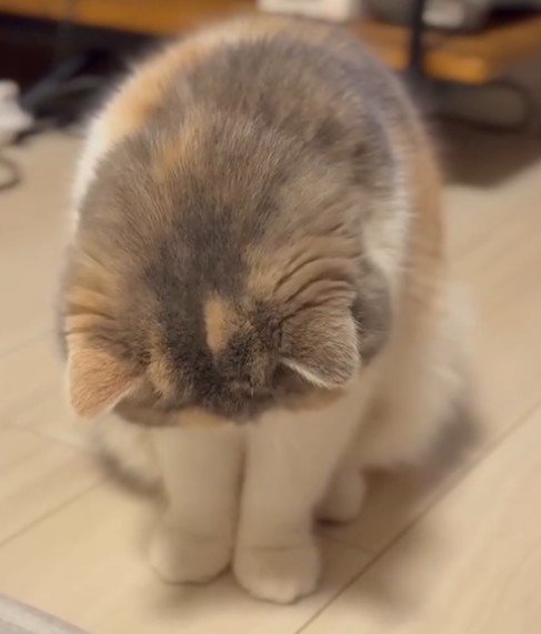 右向く猫だけ切り抜き