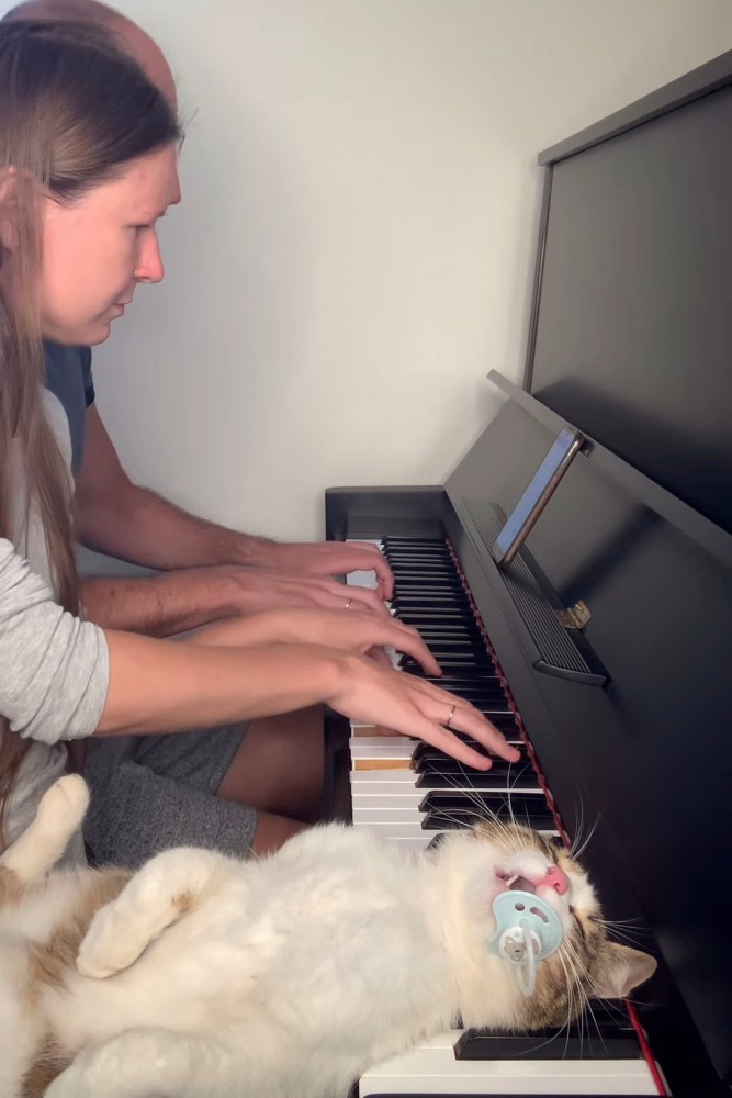 おしゃぶりをくわえた猫