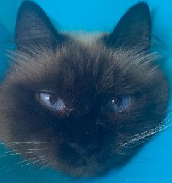 猫の顔のアップ