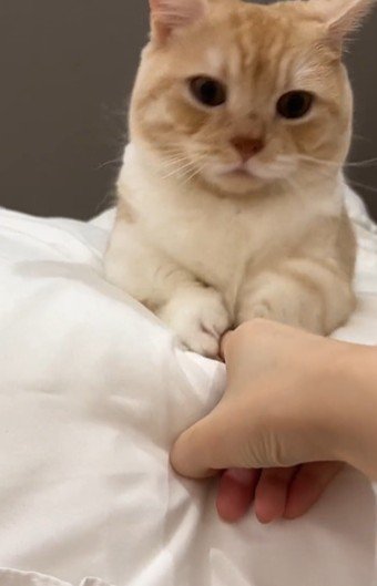 猫の胸元を触っている人