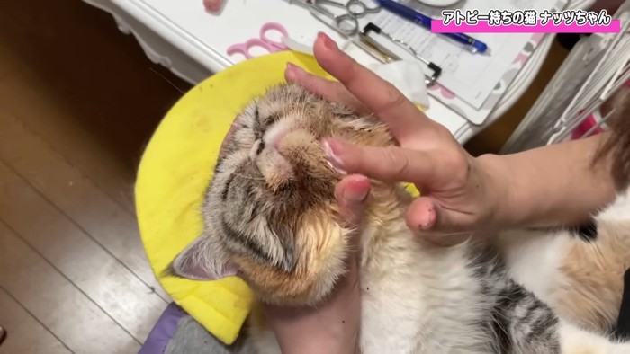 クリームを塗られる猫