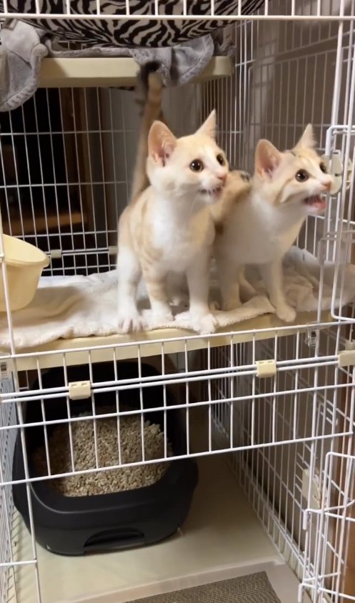 ケージの2階部分から外に身を乗り出す2匹の猫