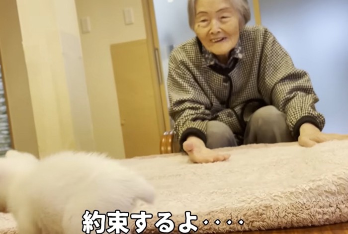 少し離れたところにいる子猫と手を差し出す格子柄の服を着た人