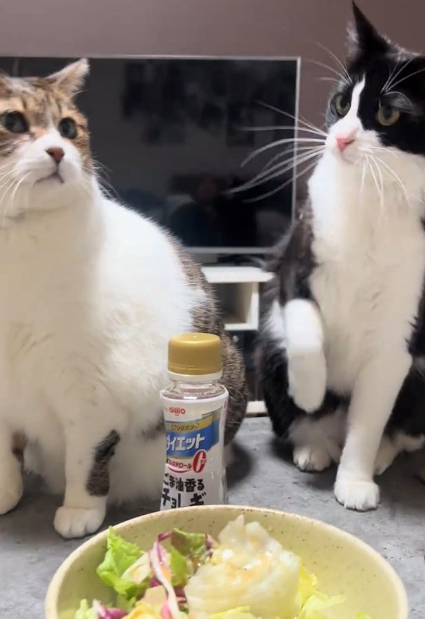 ビックリするタヌキちゃん