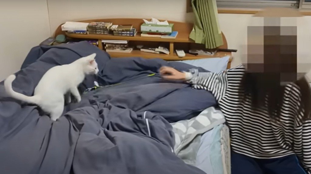 ベッドの上で遊ぶ猫