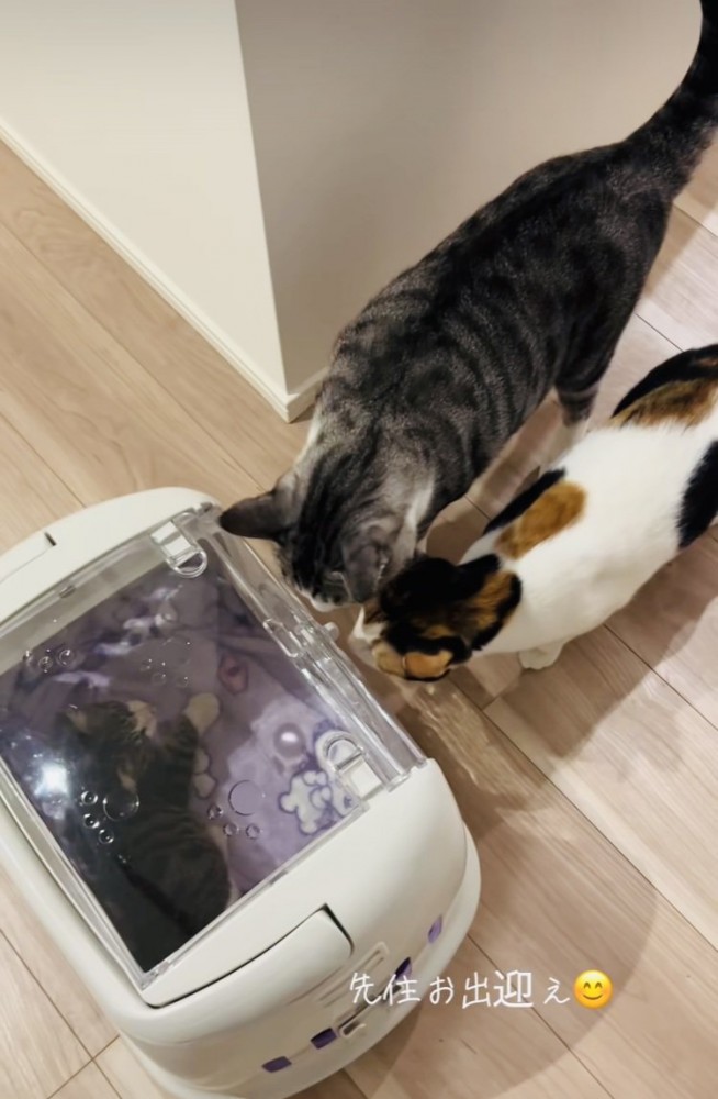 猫用キャリーの中の子猫と子猫を出迎えるサバ白猫と三毛猫