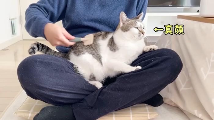 ブラッシングされる猫