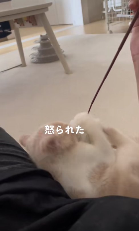 猫じゃらしを抱え込んで蹴っている猫