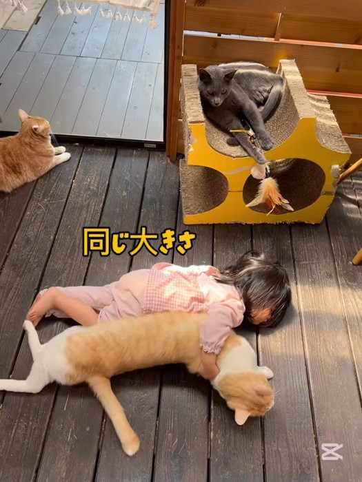 くっつく子供と猫