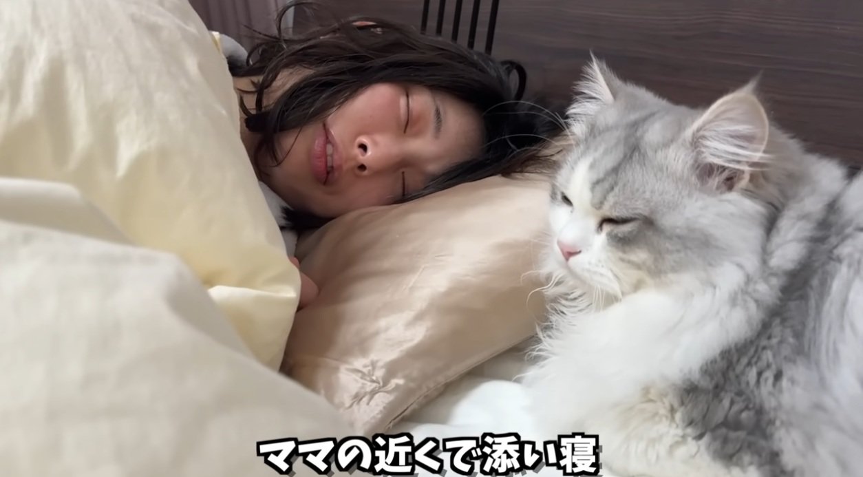 枕元に座っている猫