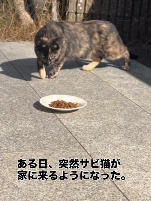 ごはんに近づく猫