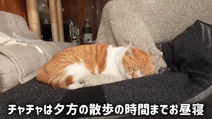 こたつ布団の上で寝る猫