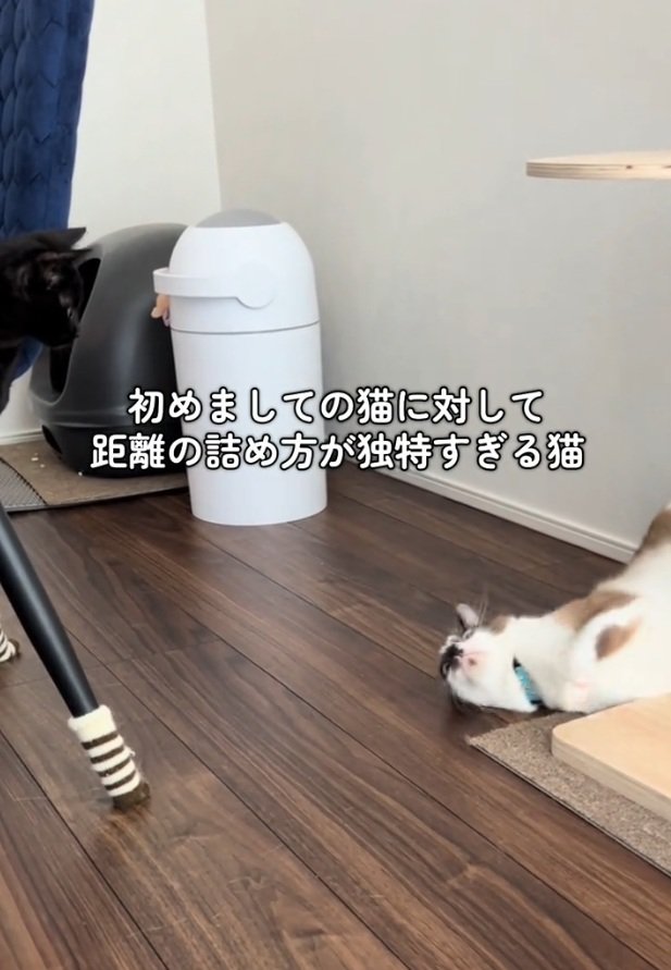 移動するとろろちゃん