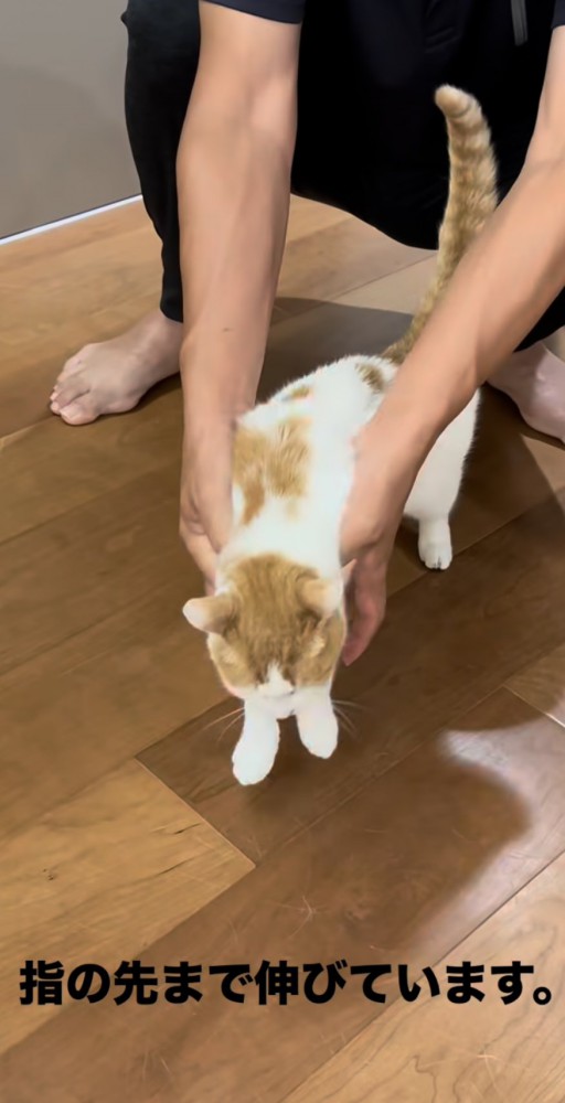 後ろから抱えられる猫の写真