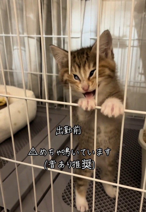 ケージに顔を突っ込むにこりちゃん