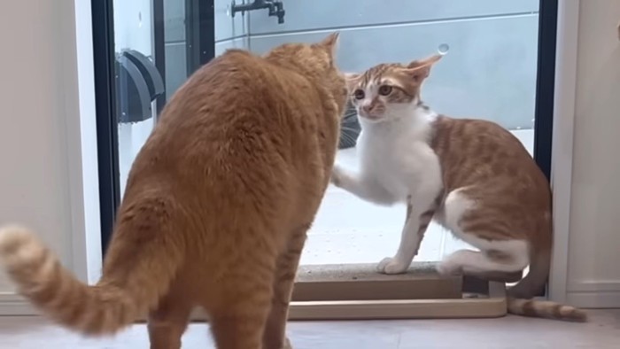 背を向ける猫と前足を上げる子猫