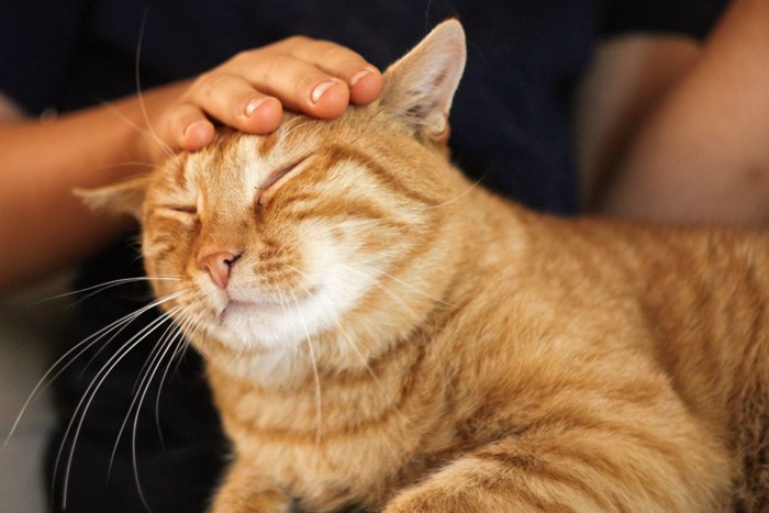 飼い主に撫でられて満足そうな茶トラ