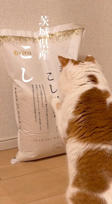 米袋に書かれた文字に前足を乗せる猫