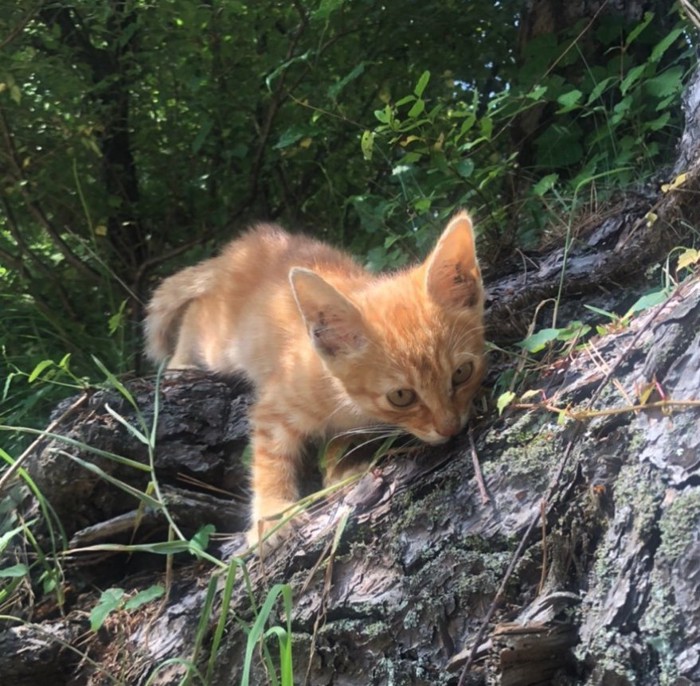 森の中にいる茶トラの子猫