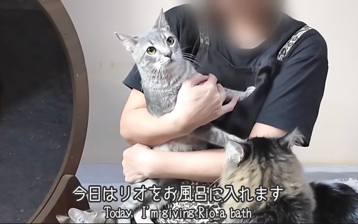 捕まる猫