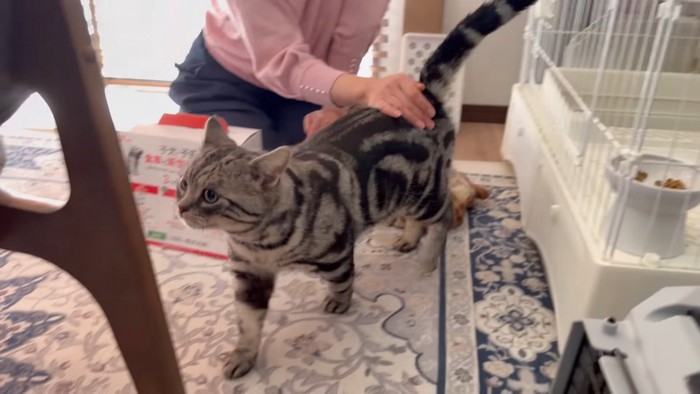 なでられながら歩く猫