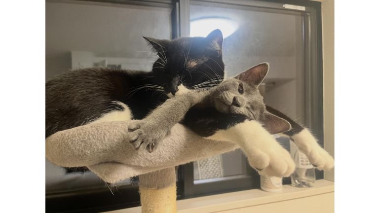 室内にいる猫