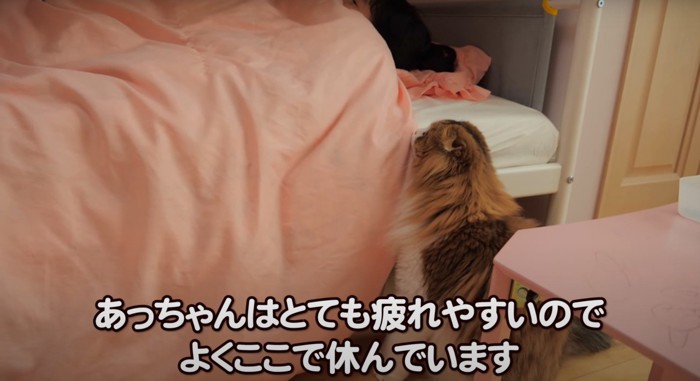 床から見つめる猫