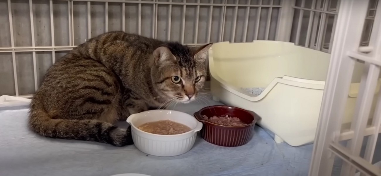 ご飯を食べている母猫