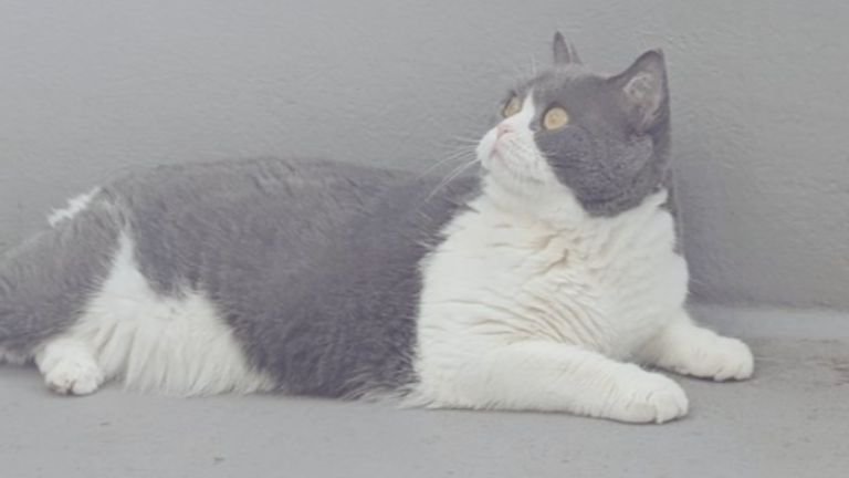 ベランダにいる猫