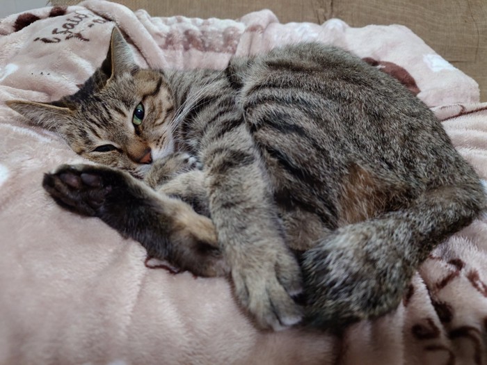 毛布の上に横になる猫