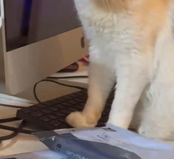 再びキーボードの上に前足を乗せる猫