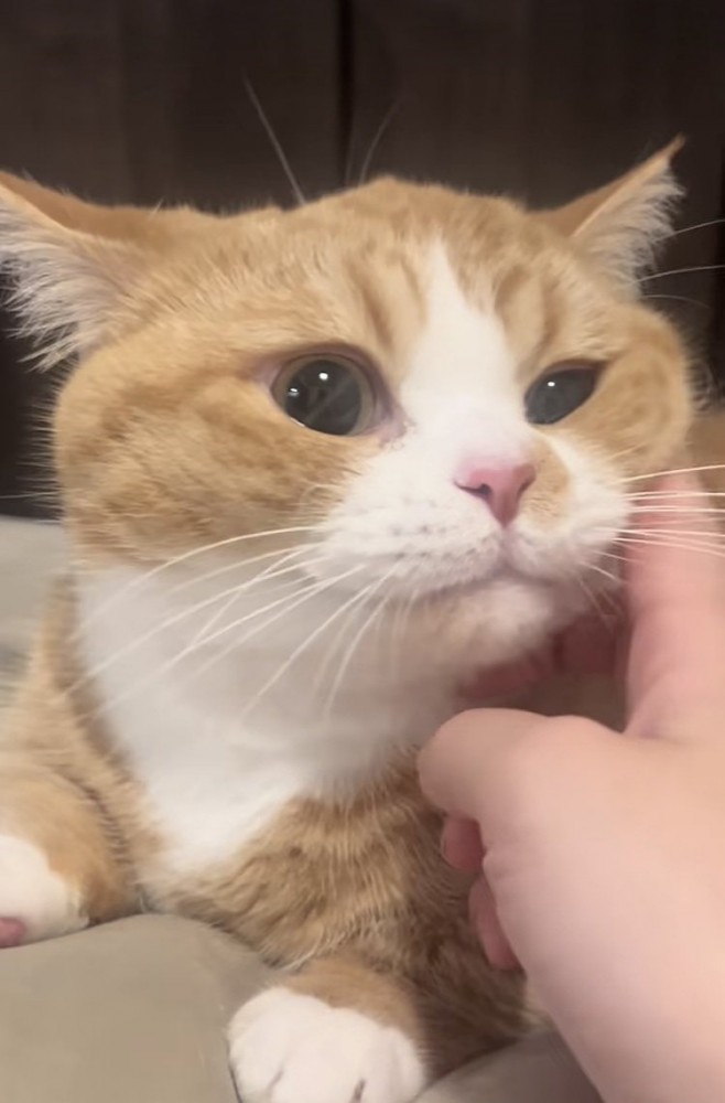 飼い主さんにほっぺを触られるマンチカン